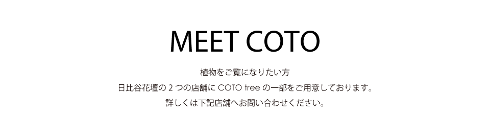 MEET COTO 植物をご覧になりたい方 日比谷花壇の2つの店舗にCOTO treeの一部をご用意しております。詳しくは下記店舗へお問い合わせください。
