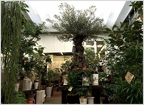 MEET COTO 植物をご覧になりたい方日比谷花壇の2つの店舗にCOTO treeの一部をご用意しております。詳しくは下記店舗へお問い合わせください。